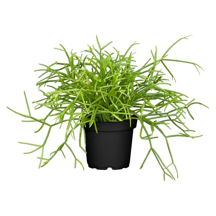 Piardino Peitschenkaktus - Rhipsalis heteroclada, Topfgröße: 21 cm - Vorderansicht