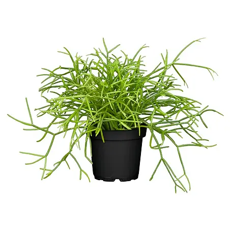 Piardino  Peitschenkaktus