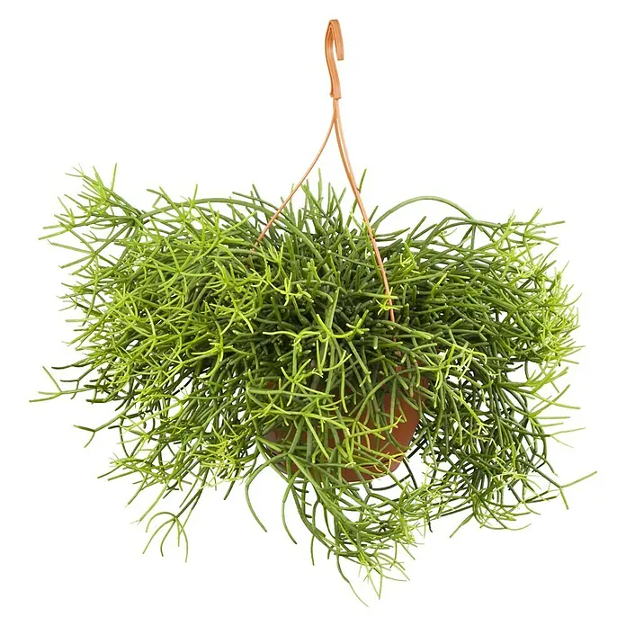 Piardino Peitschenkaktus - Rhipsalis heteroclada, Topfgröße: 21 cm - Vorderansicht
