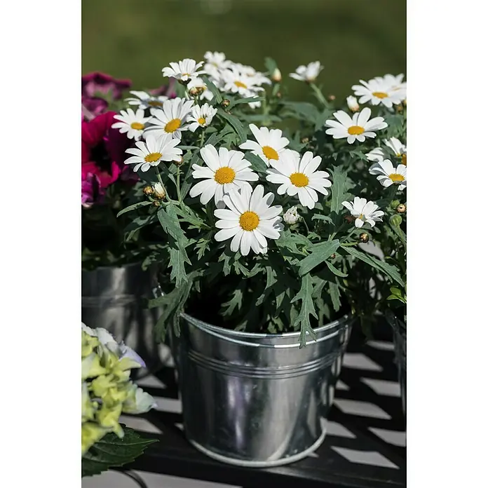 Piardino Margarita - Argyranthemum frutescens, Tamaño de maceta: 18 cm - Foto ambiente