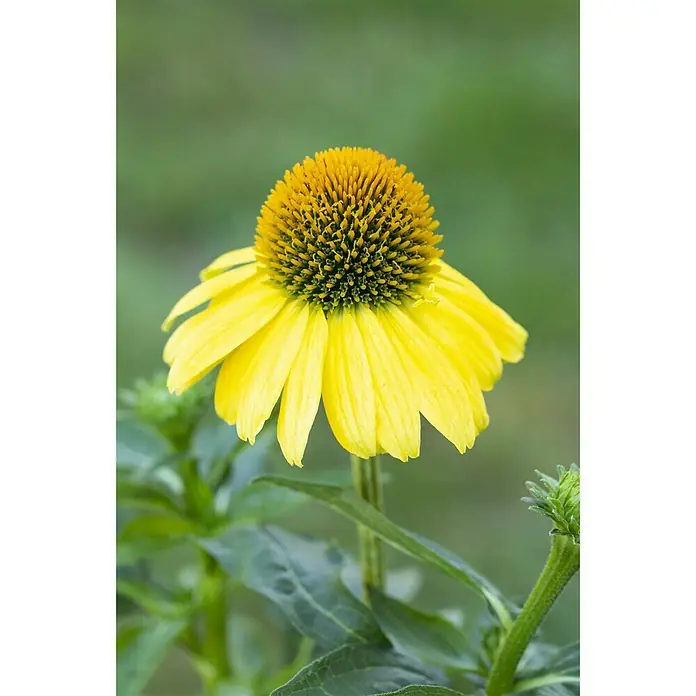 Piardino Sonnenhut - Echinacea purpurea, Purpur - Stimmungsaufnahme