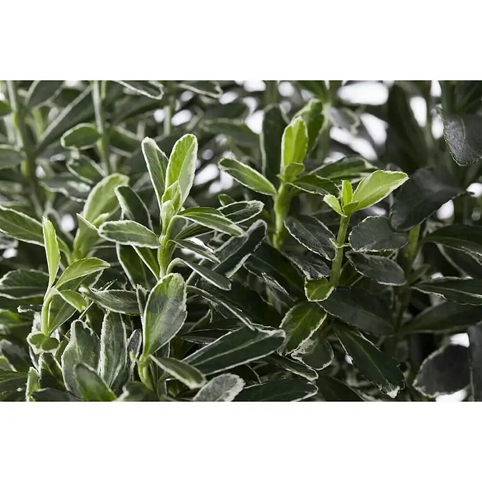 Spindelstrauch - Euonymus japonicus, Bunt - Stimmungsaufnahme