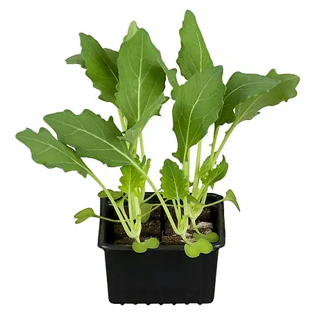Piardino  Kohlrabi