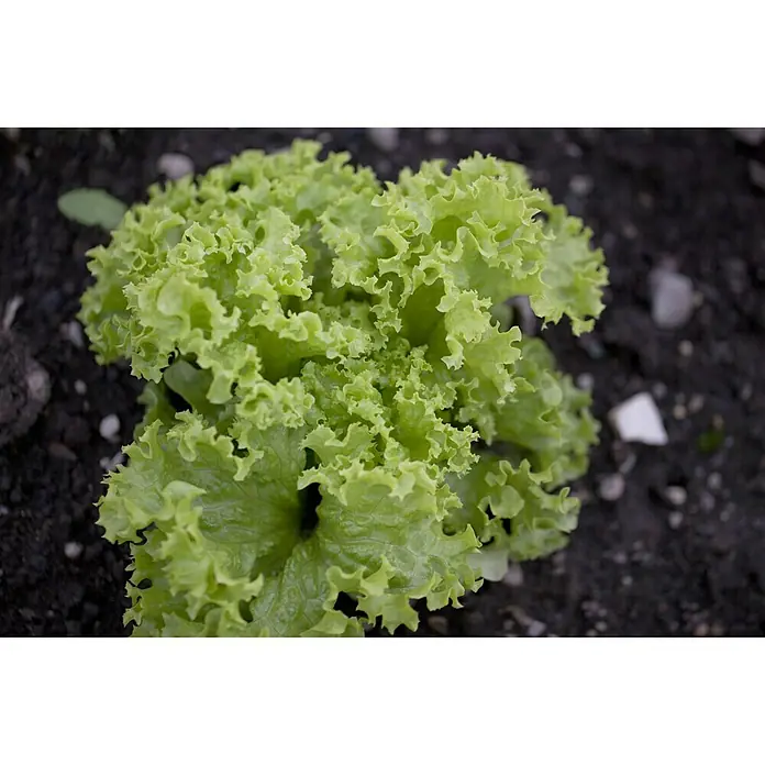 Piardino Blattsalat-Mix Lollo Rosso & Bion - Lactuca sativa var., Erntezeit: April - Oktober - Stimmungsaufnahme