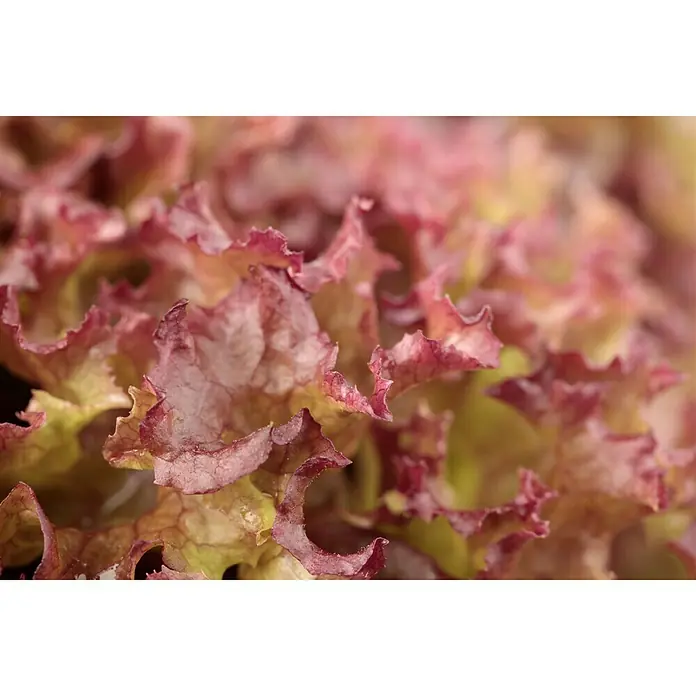Piardino Blattsalat-Mix Lollo Rosso & Bion - Lactuca sativa var., Erntezeit: April - Oktober - Stimmungsaufnahme