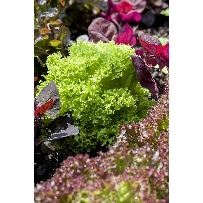 Piardino Blattsalat-Mix Lollo Rosso & Bion - Lactuca sativa var., Erntezeit: April - Oktober - Stimmungsaufnahme