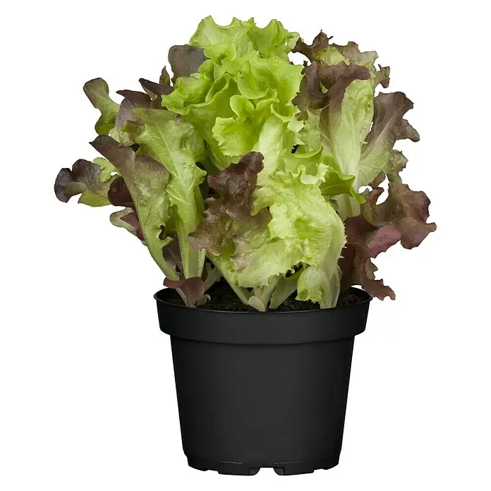 Piardino Blattsalat-Mix Lollo Rosso & Bion - Lactuca sativa var., Erntezeit: April - Oktober - Vorderansicht