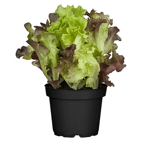 Piardino  Blattsalat-Mix Lollo Rosso & Bion