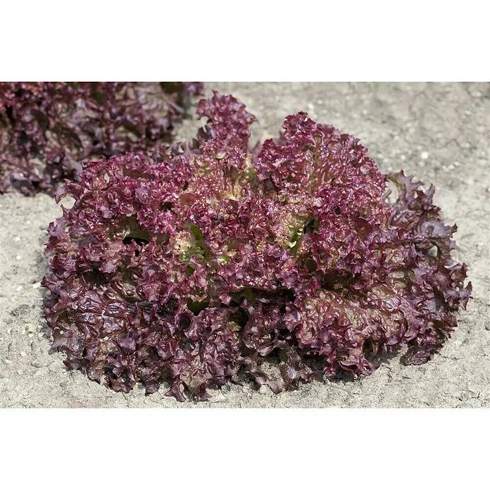 Piardino Blattsalat - Lactuca sativa var. capitata Lollo Rosso, Erntezeit: Juni - August - Stimmungsaufnahme