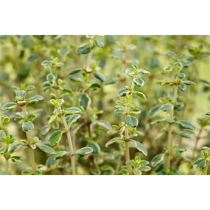 Piardino Zitronenthymian Bio - Thymus citriodorus - Stimmungsaufnahme
