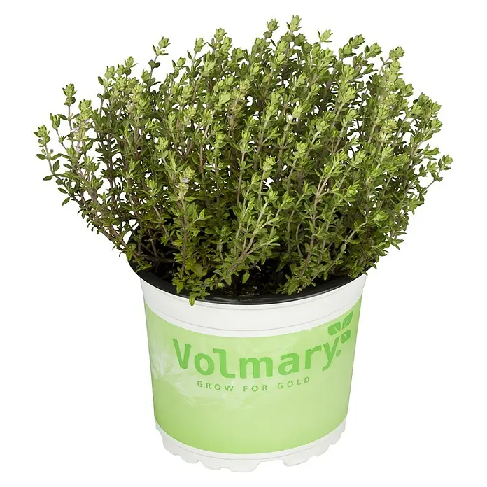 Piardino Kugelthymian Bio - Thymus vulgaris Fredo - Vorderansicht