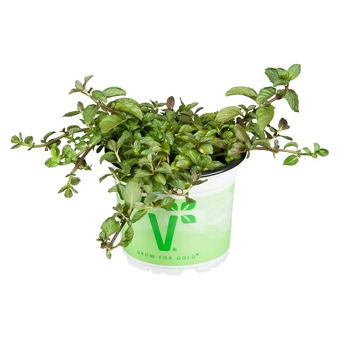Piardino Minze Bio - Mentha x piperita Swiss - Vorderansicht