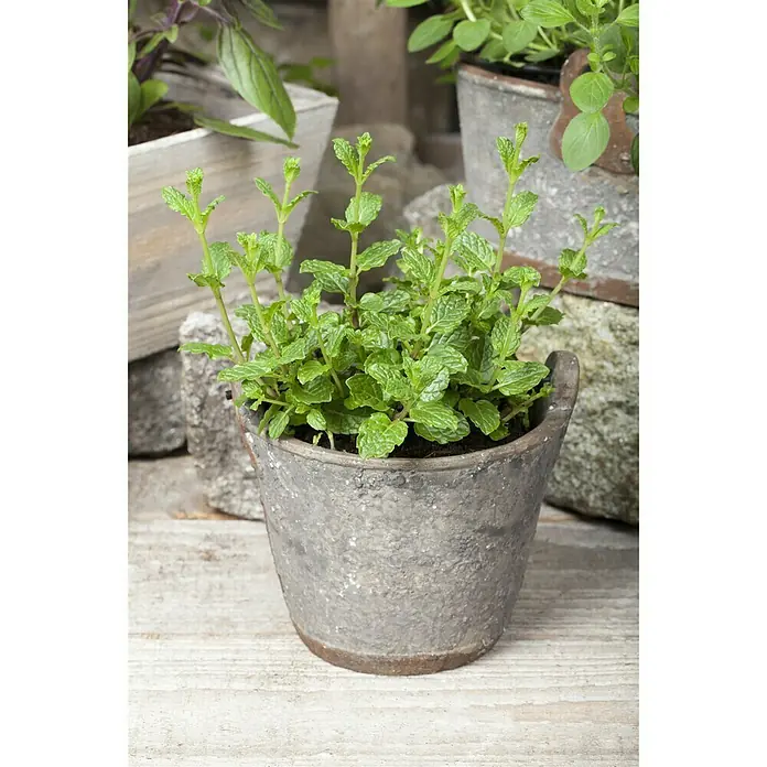 Piardino Marokkanische Minze Bio - Mentha spicata Maroccan - Stimmungsaufnahme
