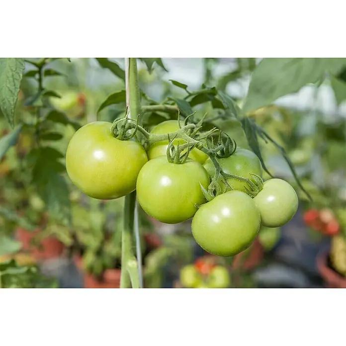 Piardino Strauchtomate - Lycopersicon esculentum Philona F1, 12 cm, Erntezeit: Juli - Oktober - Stimmungsaufnahme