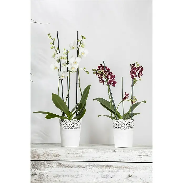 Piardino Schmetterlingsorchidee - Phalaenopsis Hybride Multiflora, Topfgröße: 12 cm, Anzahl Triebe: 3 Stk., Aufrecht, Sortenabhängig - Stimmungsaufnahme