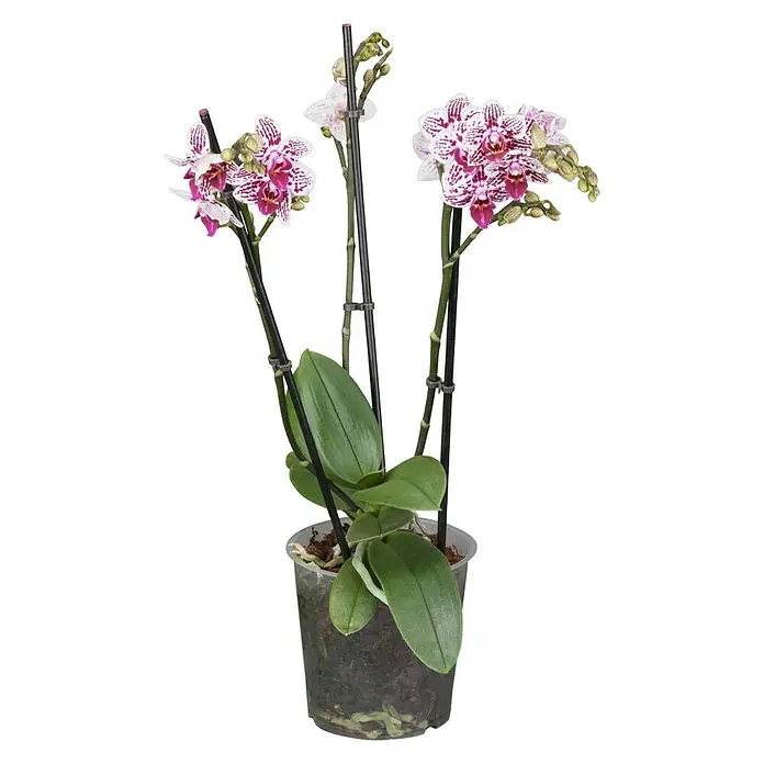 Piardino Schmetterlingsorchidee - Phalaenopsis Hybride Multiflora, Topfgröße: 12 cm, Anzahl Triebe: 3 Stk., Aufrecht, Sortenabhängig - Vorderansicht