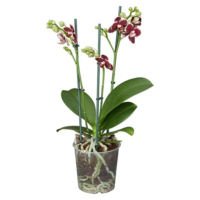 Piardino Schmetterlingsorchidee - Phalaenopsis Hybride Multiflora, Topfgröße: 12 cm, Anzahl Triebe: 3 Stk., Aufrecht, Sortenabhängig - Vorderansicht