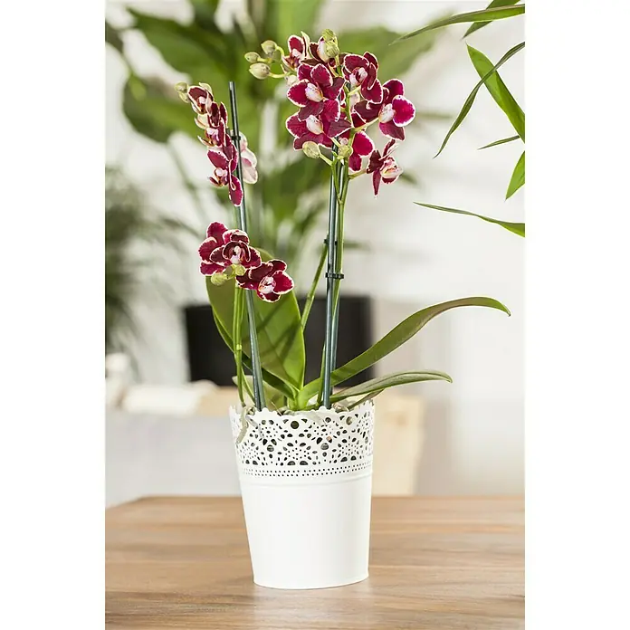 Piardino Schmetterlingsorchidee - Phalaenopsis Hybride Multiflora, Topfgröße: 12 cm, Anzahl Triebe: 3 Stk., Aufrecht, Sortenabhängig - Stimmungsaufnahme