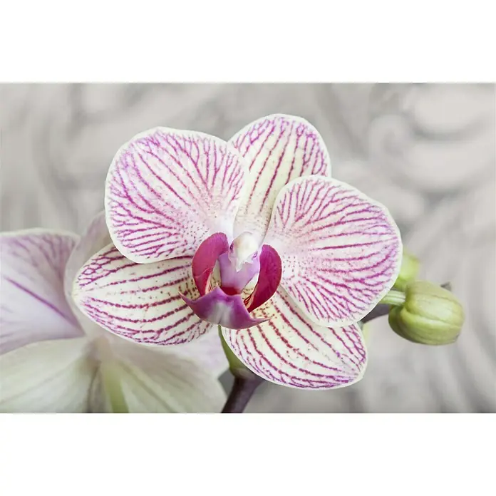 Piardino Schmetterlingsorchidee - Phalaenopsis Hybride Multiflora, Topfgröße: 12 cm, Anzahl Triebe: 3 Stk., Aufrecht, Sortenabhängig - Stimmungsaufnahme
