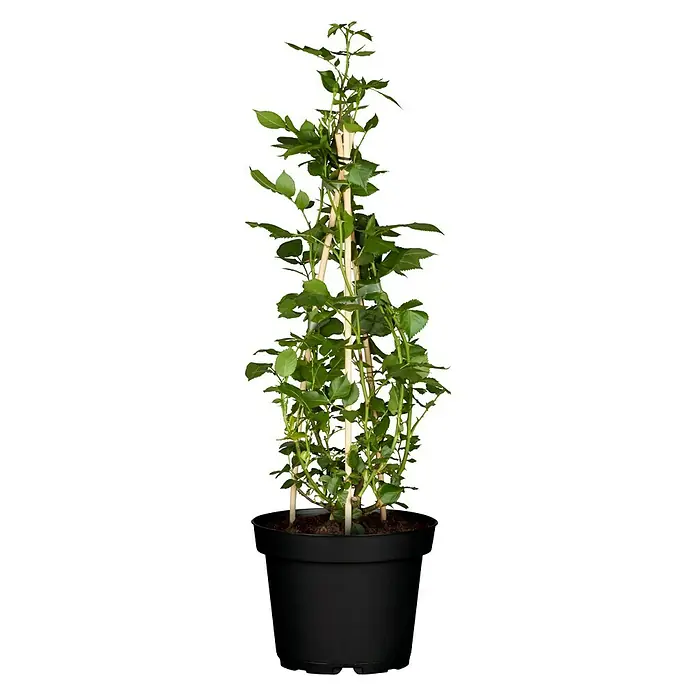 Piardino Kletterrose - Rot 'Courtyard', Topfgröße: 23 cm, Rot - Vorderansicht