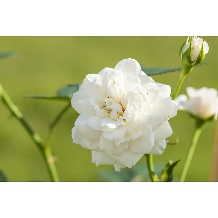 Piardino Kletterrose - Rot 'Courtyard', Topfgröße: 23 cm, Rot - Stimmungsaufnahme