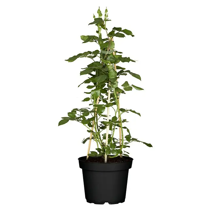 Piardino Kletterrose - Rot 'Courtyard', Topfgröße: 23 cm, Rot - Vorderansicht
