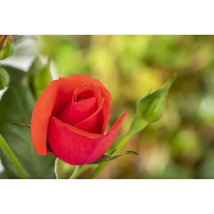 Piardino Kletterrose - Rot 'Courtyard', Topfgröße: 23 cm, Rot - Stimmungsaufnahme