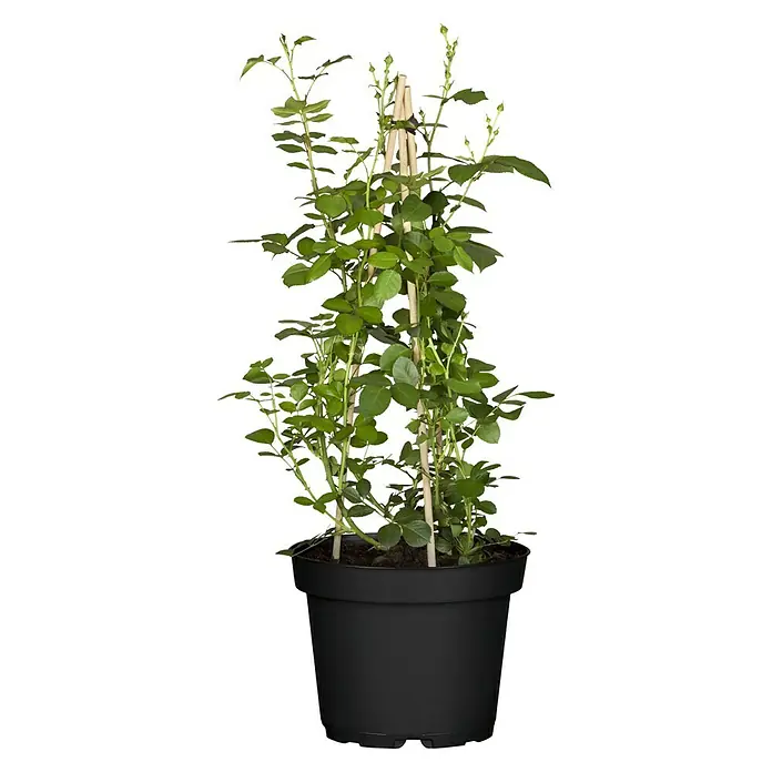 Piardino Kletterrose - Rot 'Courtyard', Topfgröße: 23 cm, Rot - Vorderansicht