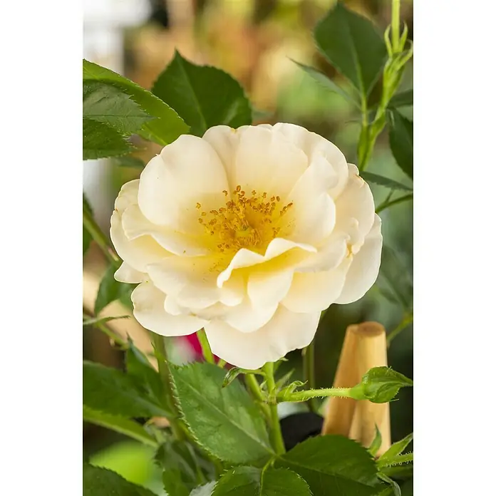 Piardino Kletterrose - Rot 'Courtyard', Topfgröße: 23 cm, Rot - Stimmungsaufnahme