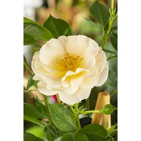 Piardino  Kletterrose