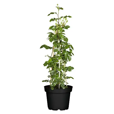 Edelrose
