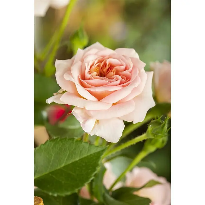 Piardino Kletterrose - Rot 'Courtyard', Topfgröße: 23 cm, Rot - Stimmungsaufnahme
