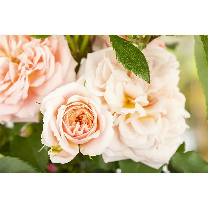 Piardino Kletterrose - Rot 'Courtyard', Topfgröße: 23 cm, Rot - Stimmungsaufnahme