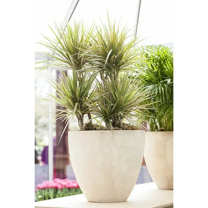 Piardino Drachenbaum - Dracaena marginata Bicolor, Topfgröße: 12 cm, Grün/Weiße Umrandung - Stimmungsaufnahme