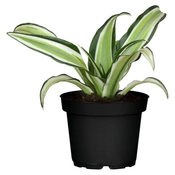 Piardino Drachenbaum - Dracaena marginata Bicolor, Topfgröße: 12 cm, Grün/Weiße Umrandung - Vorderansicht