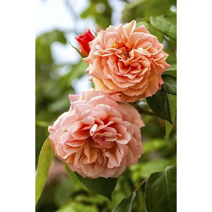 Piardino Beetrose - Rosa hybride Fragant Delight, Topfgröße: 19 cm, Orange - Stimmungsaufnahme