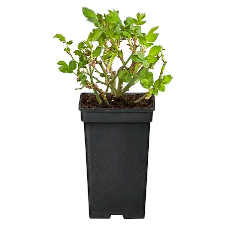 Piardino  Beetrose verschiedene Lizenssorten