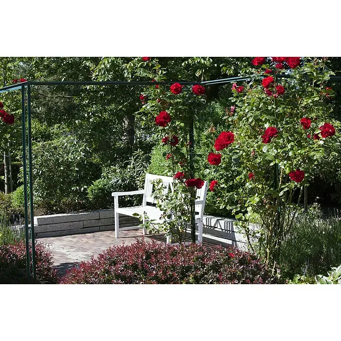 Piardino Rosa híbrida - Rosa Hybride 'Acapella ®', Tamaño de maceta: 19 cm, Plateado - Rojo cerezo - Foto ambiente