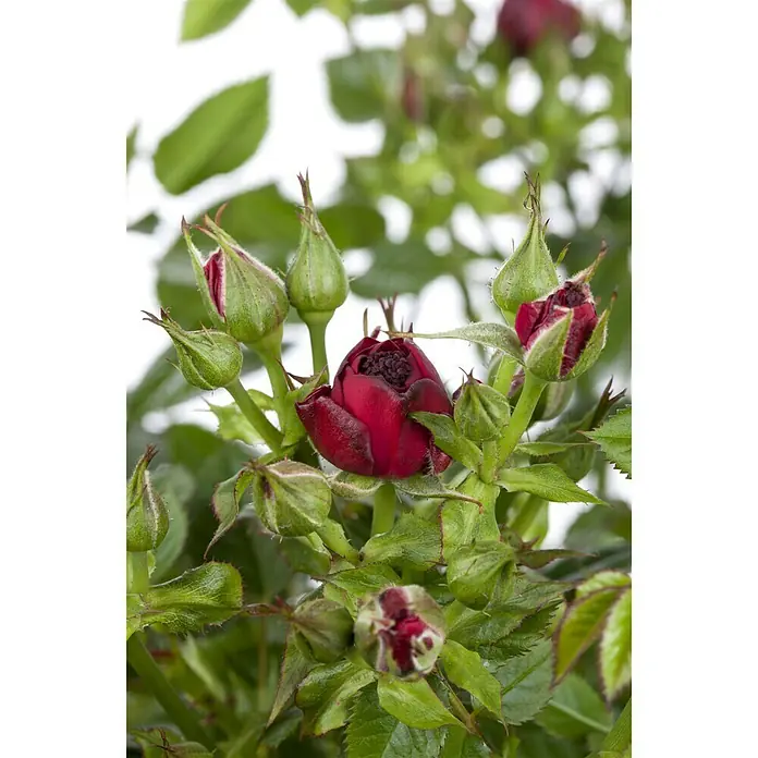 Piardino Rosa híbrida - Rosa Hybride 'Acapella ®', Tamaño de maceta: 19 cm, Plateado - Rojo cerezo - Foto ambiente