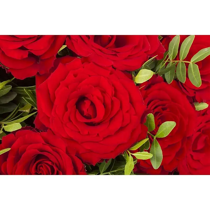 Piardino Rosa híbrida - Rosa Hybride 'Acapella ®', Tamaño de maceta: 19 cm, Plateado - Rojo cerezo - Foto ambiente