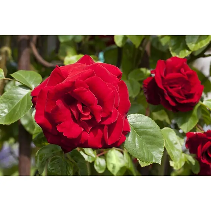 Piardino Rosa híbrida - Rosa Hybride 'Acapella ®', Tamaño de maceta: 19 cm, Plateado - Rojo cerezo - Foto ambiente