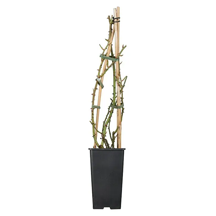 Piardino Kletterrose - Rosa Hybride Climbing Snow Princess, Topfgröße: 19 cm, Weiß - Vorderansicht