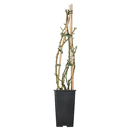 Piardino  Kletterrose