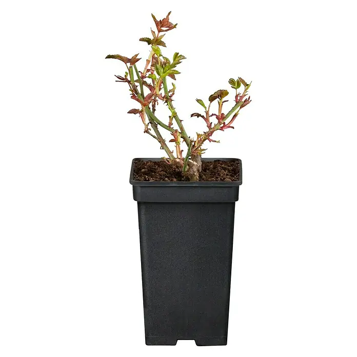 Piardino Edelrose 'A Whiter Shade of Pale' - Rosa Hybride, Topfgröße: 19 cm, Hellrosa - Vorderansicht