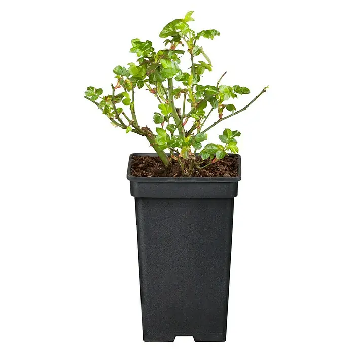 Piardino Beetrose - Rosa Hybride Kirstallperle, Topfgröße: 19 cm, Weiß - Vorderansicht