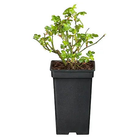 Bodendeckerrose