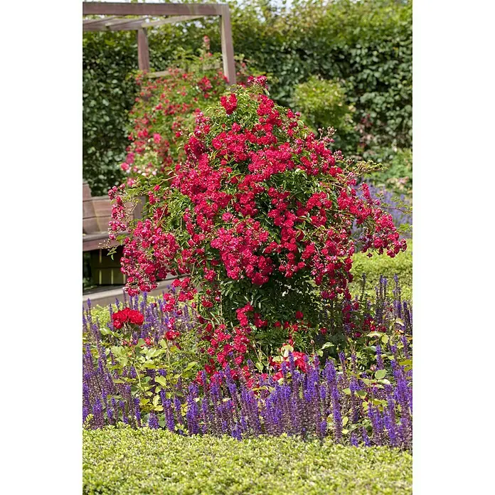 Piardino Kletterrose - Rosa Hybride Red Flame - Stimmungsaufnahme