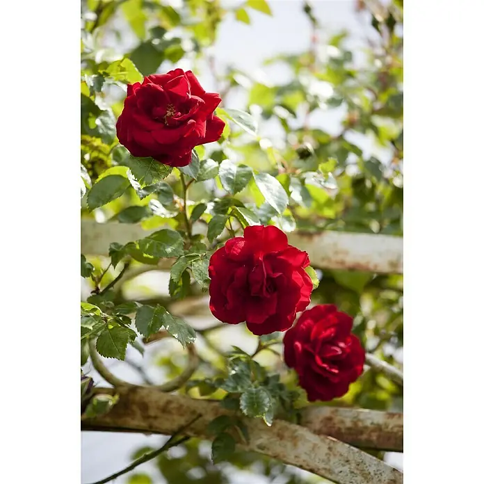 Piardino Kletterrose - Rosa Hybride Red Flame - Stimmungsaufnahme