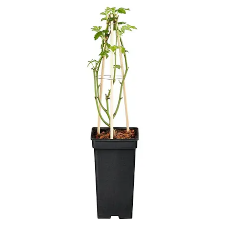 Piardino  Kletterrose