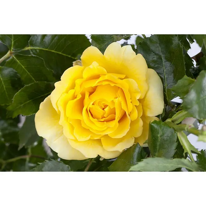 Piardino Topfrose - Rosa Hybride, Gelb - Stimmungsaufnahme